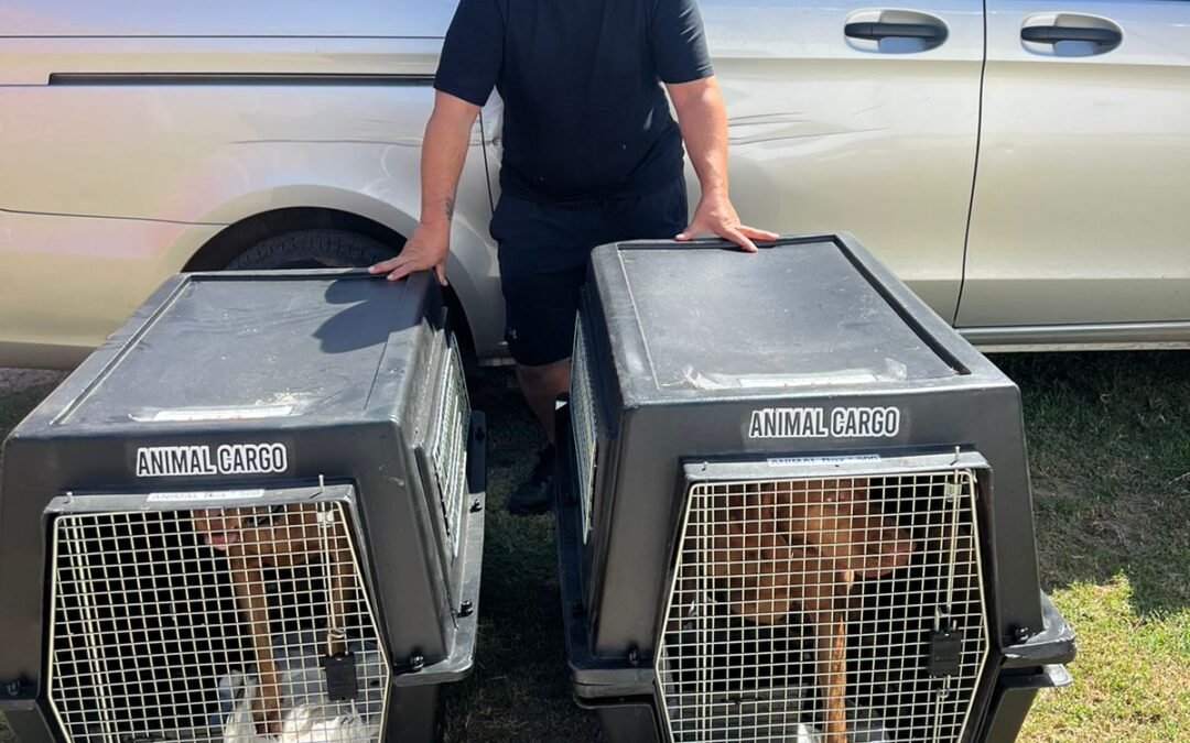 How to Choose the Ideal Carrier for Your Pet