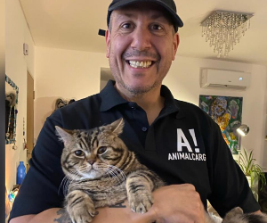 Se puede viajar con tu gato a Estados Unidos? Si, aquí te lo explicamos.