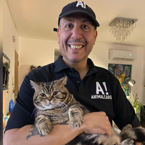 Se puede viajar con tu gato a Estados Unidos? Si, aquí te lo explicamos.