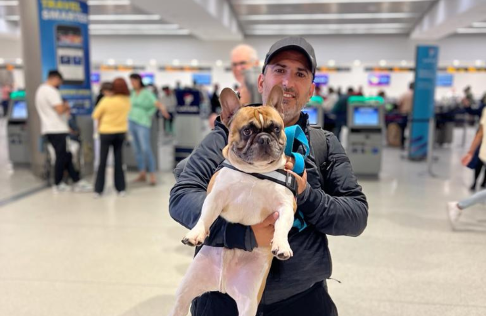 Viajar con perros de razas braquicéfalas: precauciones y recomendaciones