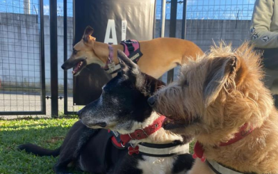 New Pet-Friendly Area at Ezeiza Airport