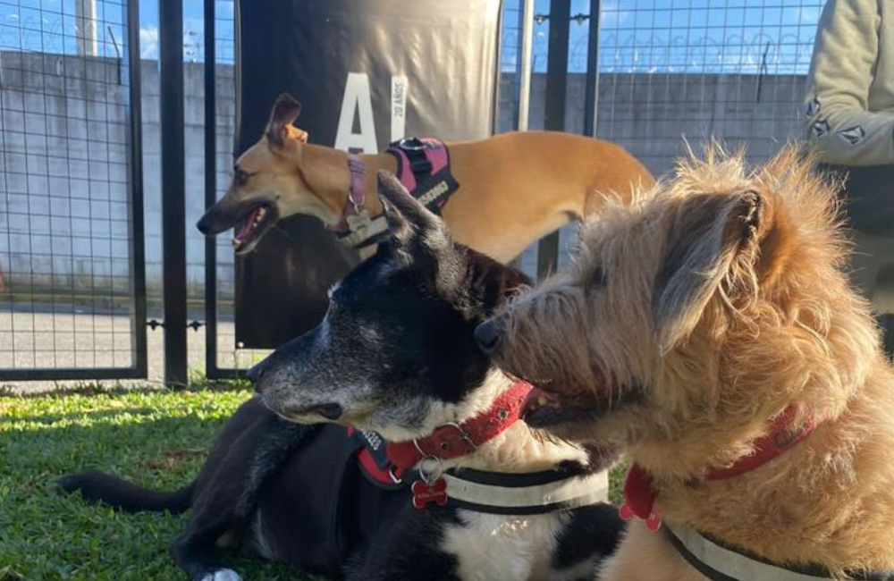 New Pet-Friendly Area at Ezeiza Airport