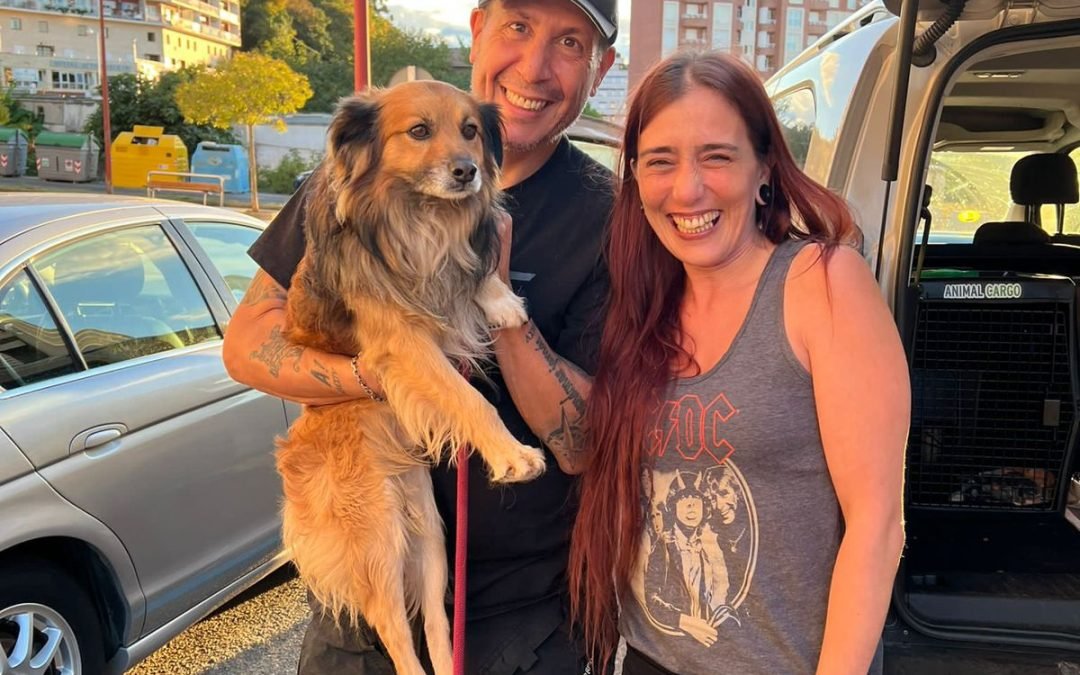 Essential Tips for Traveling with Your Pet by Car