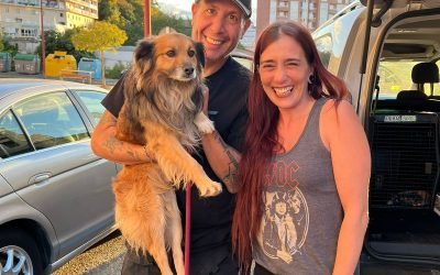 Essential Tips for Traveling with Your Pet by Car