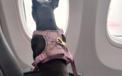 Alimentación y cuidados durante el viaje en avión con tu mascota