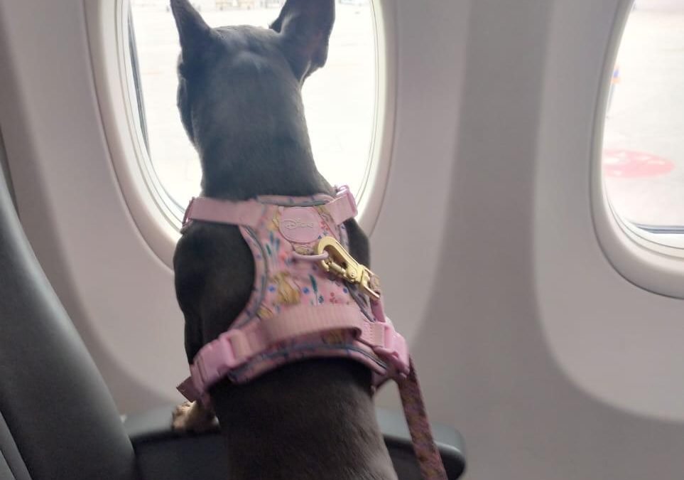 Alimentación y cuidados durante el viaje en avión con tu mascota