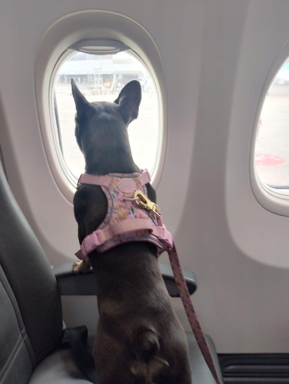 Cuidados en el avión para tu mascota Cuidados en el avión para tu mascota