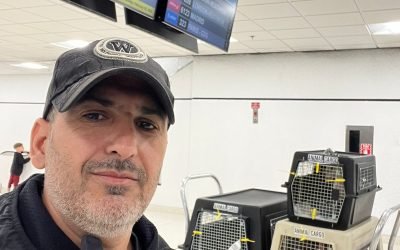 Un viaje sin sorpresas: el secreto detrás de una caja transportadora segura para tu mascota