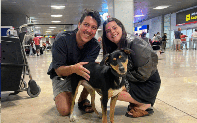 Las 3 opciones para viajar en avión con tu mascota