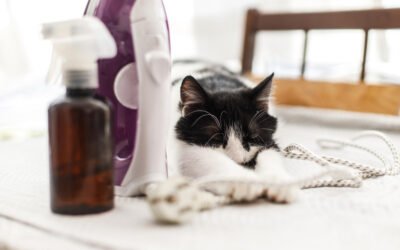 Feline pheromones: a helpful ally for a stress-free journey