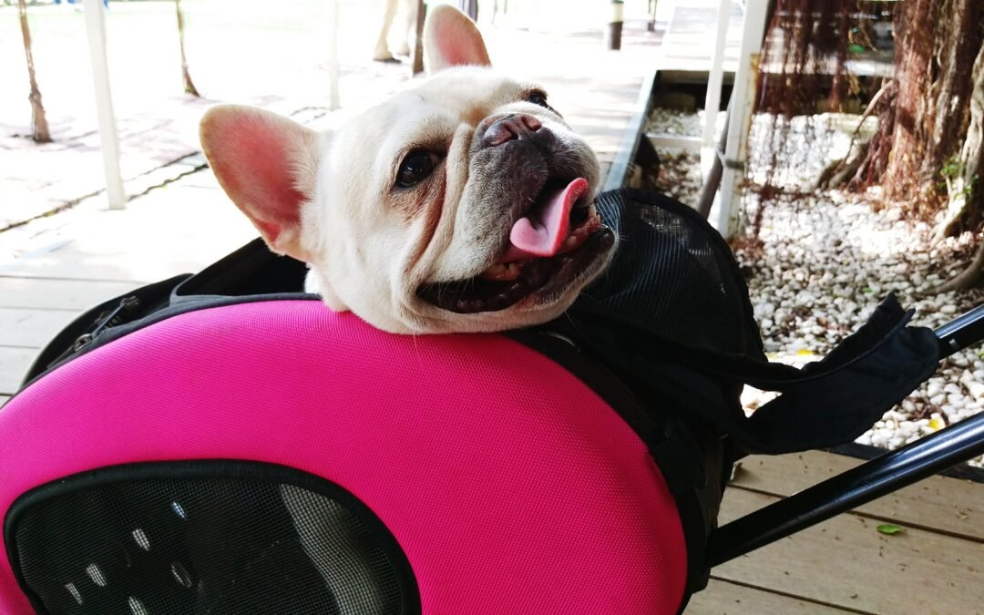 Un bolso para cada aerolínea en el viaje en cabina