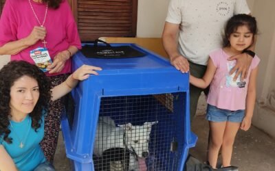 Cómo Ayudar a Tu Mascota a Adaptarse a Su Transportadora Antes del Viaje