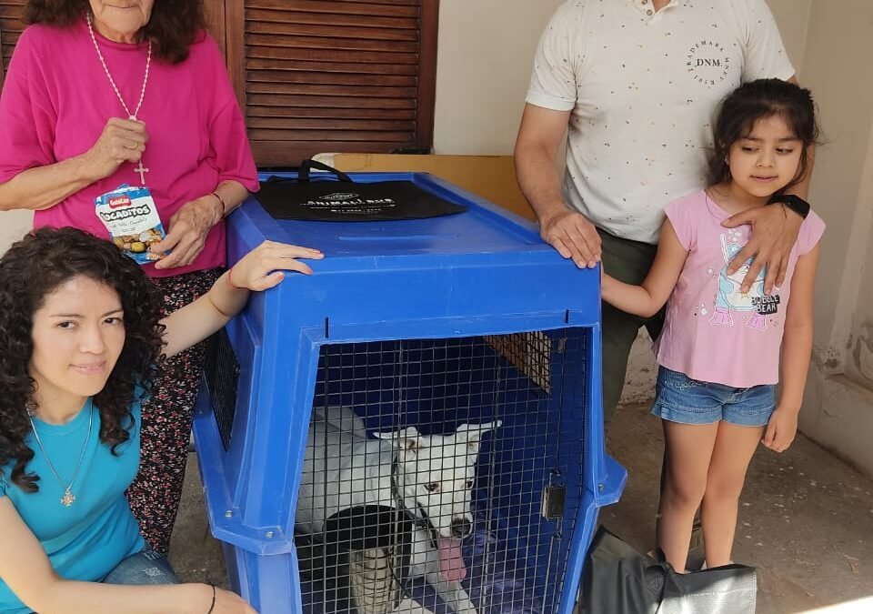 Cómo Ayudar a Tu Mascota a Adaptarse a Su Transportadora Antes del Viaje
