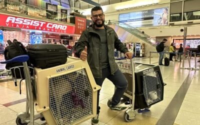 ¿Por Qué No Se Recomienda la Sedación en Viajes Aéreos para Mascotas?
