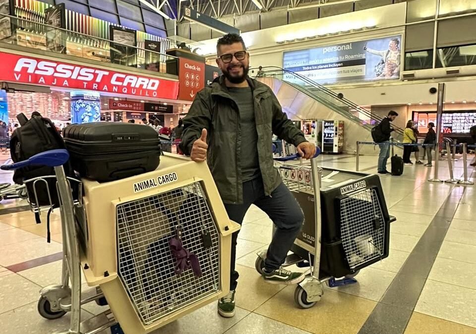 Why Sedation Is Not Recommended for Pets During Air Travel