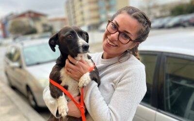 SENASICA: Cómo salir de México con tu perro o gato