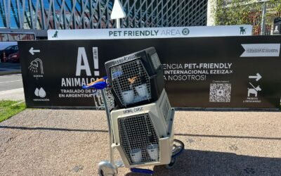 Diferencias clave para el traslado de mascotas en avión