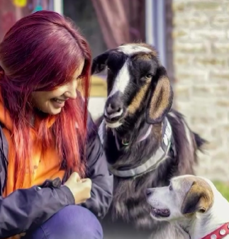 Viaje solidario para trasladar perritos Viaje solidario para trasladar perritos