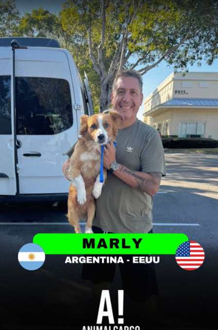 What is the accompanied pet transport service by plane like?