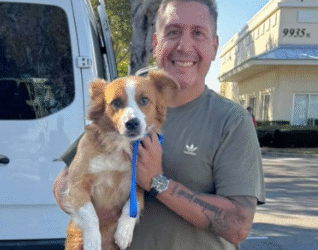 What is the accompanied pet transport service by plane like?