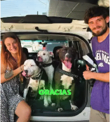 Tres Pitbulls en el Avión: un desafío