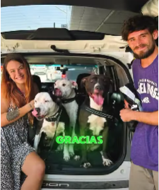 Tres Pitbulls en el Avión: un desafío