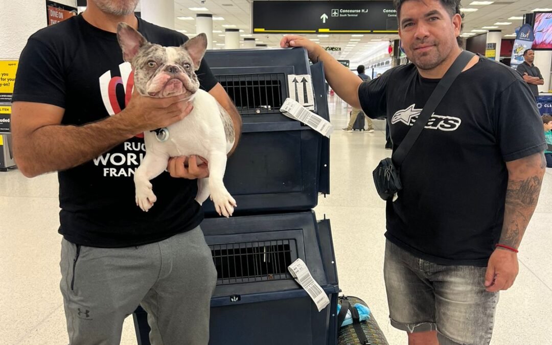 What is the accompanied pet transport service by plane like?