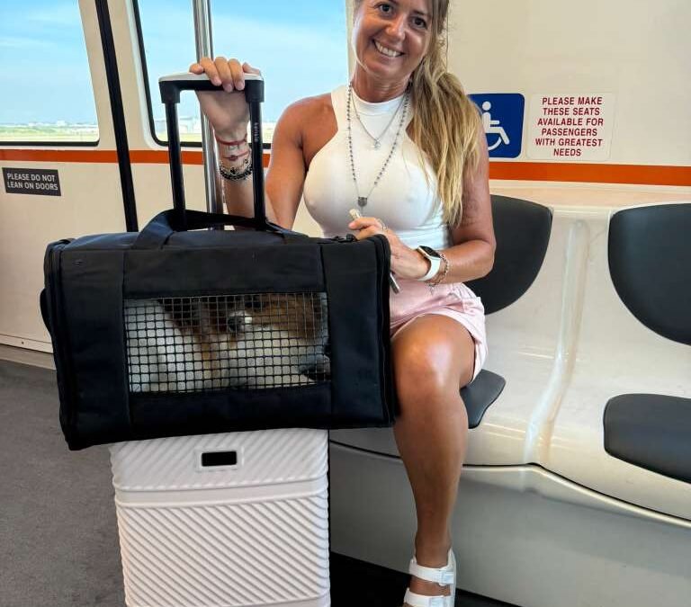 Can my dog ​​travel in the airplane cabin or does it have to go in the cargo hold?