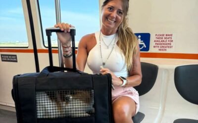 ¿Mi perro puede viajar en la cabina del avión o tiene que ir en la bodega?