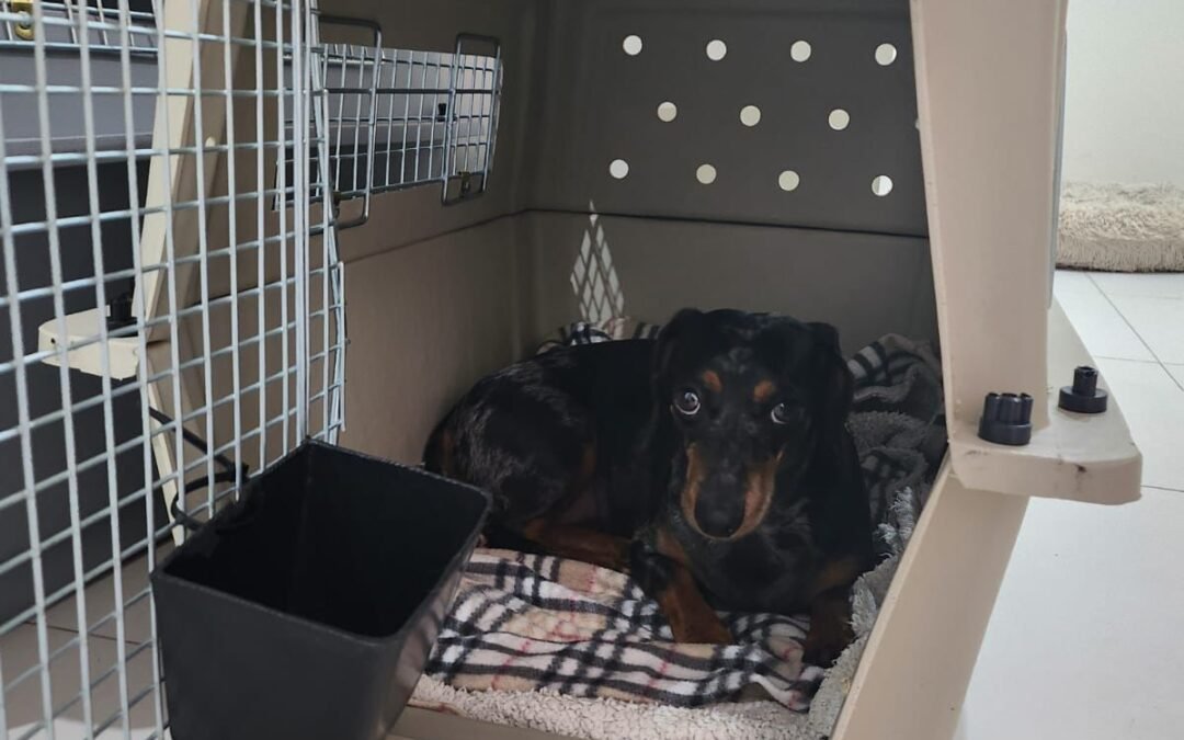 ¿Es seguro sedar a las mascotas para viajar? por qué  está contraindicado.