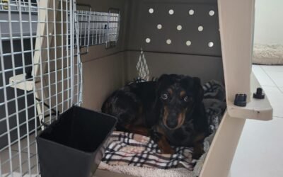 ¿Es seguro sedar a las mascotas para viajar? por qué  está contraindicado.