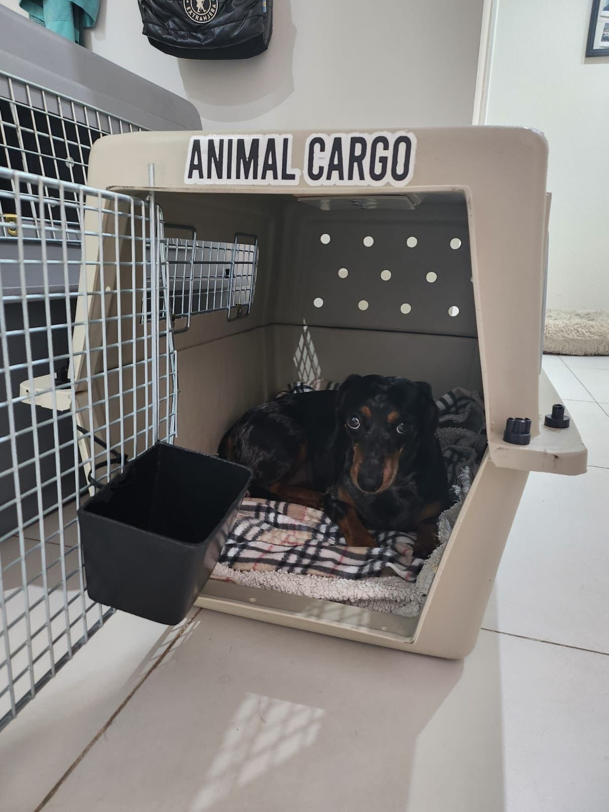 Perro Salchicha tranquilo en su Animal Box