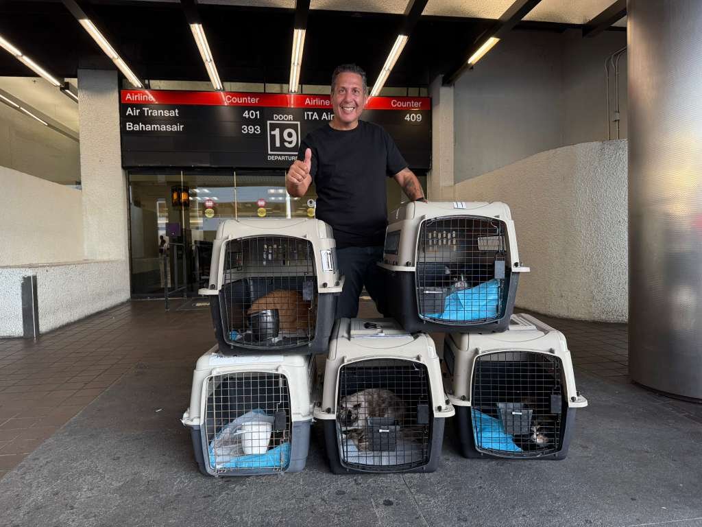 Perro y gato preparados para el traslado en avión con Animal Cargo
